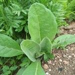 Verbascum phlomoides পাতা