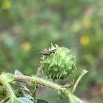 Medicago rigidula Плод