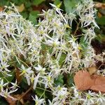 Saxifraga stolonifera Květ