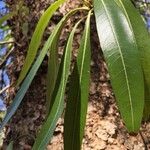 Breonadia salicina Leaf
