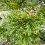 Pinus sibirica Folha