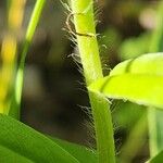 Lithospermum canescens Bark