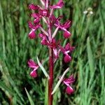 Anacamptis laxiflora Otro