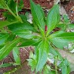 Impatiens balsamina Hoja