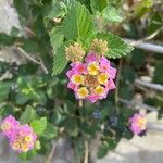 Lantana aculeata Flors