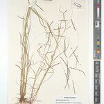 Digitaria siderograpta Άλλα
