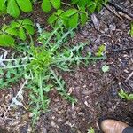 Lactuca canadensis Лист