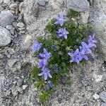 Campanula cenisia Lorea