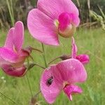 Lathyrus latifolius ফুল