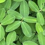 Arachis pintoi List