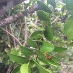 Grangeria borbonica Otro