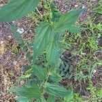 Celtis iguanaea List