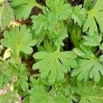 Alchemilla arvensis Blad