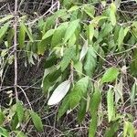 Buddleja auriculata Leaf