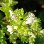 Stachys menthifolia Flor