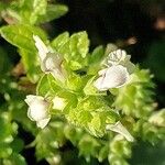 Stachys menthifolia