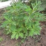 Crambe arborea Hábito