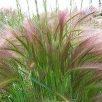 Hordeum jubatum Leaf