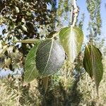 Populus simonii Foglia