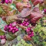 Symphoricarpos orbiculatus Frukto