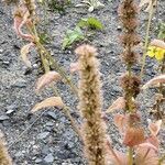 Agastache rugosa Φρούτο