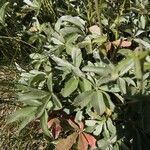 Potentilla valderia Leaf