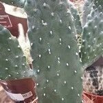 Consolea rubescens Hoja