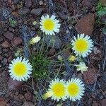 Malacothrix glabrata Flower