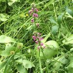 Pedicularis groenlandica 整株植物