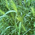 Elymus virginicus Blatt