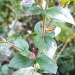 Cuphea calophylla List