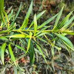 Podocarpus neriifolius Листок