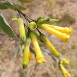 Nicotiana glauca Flower