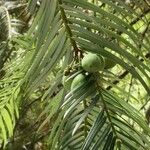 Cephalotaxus fortunei Fruit