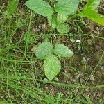 Rubus hispidus Leaf