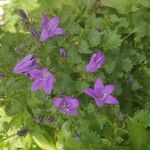 Campanula portenschlagianaKvet