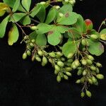 Berberis koehneana Staniste