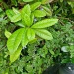 Berberis julianae Leaf