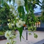 Acacia salicina Kukka