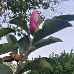 Magnolia zenii Flower