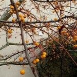 Malus toringo Плід