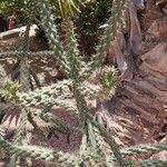 Cylindropuntia imbricata Flor