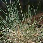 Festuca pallens Hábito