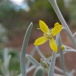 Cneorum pulverulentum Flower
