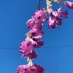 Dierama pulcherrimum Blüte