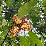 Monodora tenuifolia പുഷ്പം