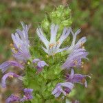 Coris monspeliensis Blomma