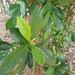 Gordonia axillaris Blad