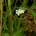 Palustricodon aparinoides Hábito