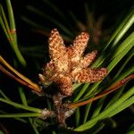 Pinus virginiana Fruit